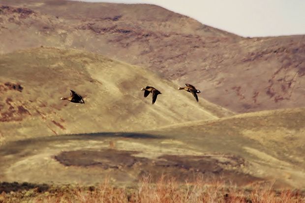 Birds